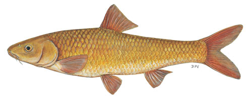 Berg-Breede Whitefish