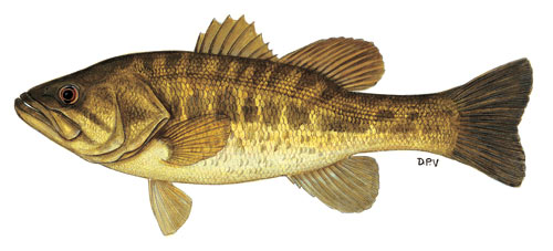 Largemouth Bass
