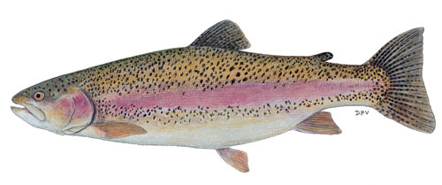 Rainbow Trout