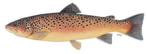 Brown Trout