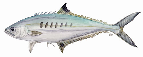 Needlescale Queenfish