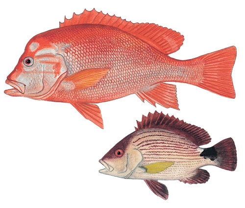 Blood Snapper