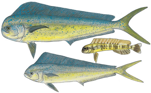Dorado or Dolphinfish