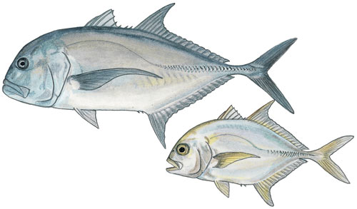 Giant Kingfish