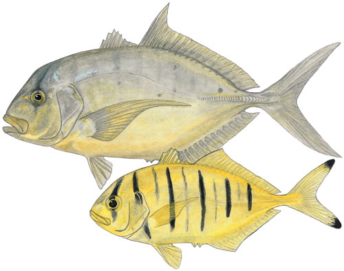 Golden Kingfish