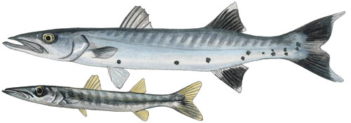 Great Barracuda