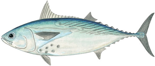 Mackeral Tuna or Kawakawa