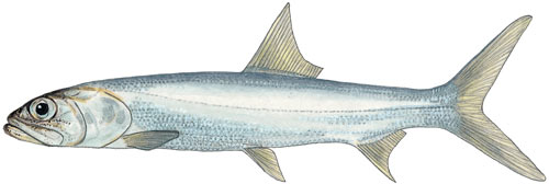 Ladyfish or Skipjack or Springer