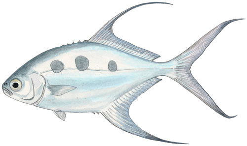 Largespotted Pompano or Wave Garrick or Threespot Pompano