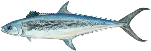 Queen Mackerel