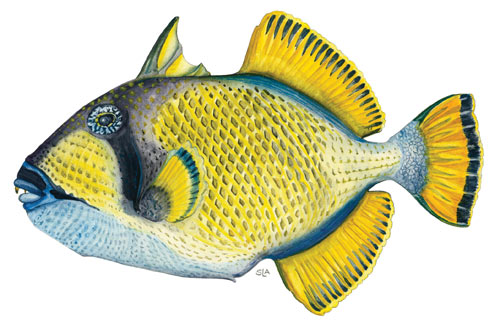 TitanTriggerfish or Dotty Triggerfish