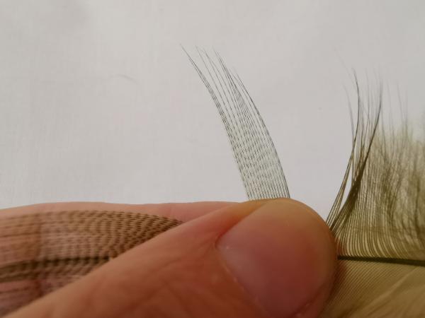 FOSAF_3023.jpg