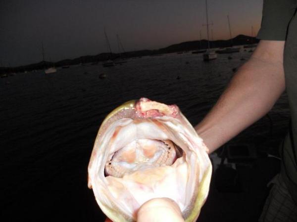 FOSAF_558.jpg FOSAF_558.jpg