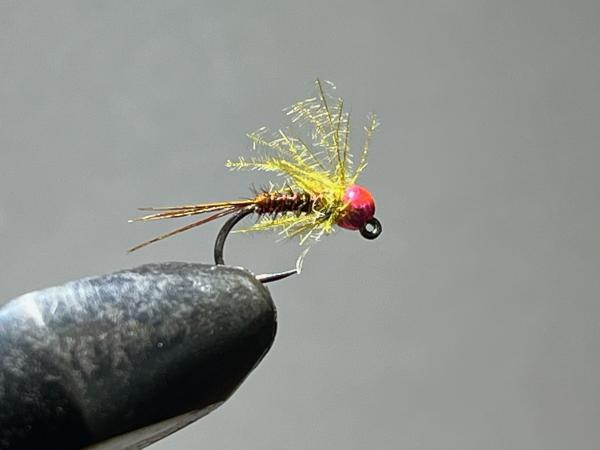 FOSAF_6115.jpg FOSAF_6115.jpg