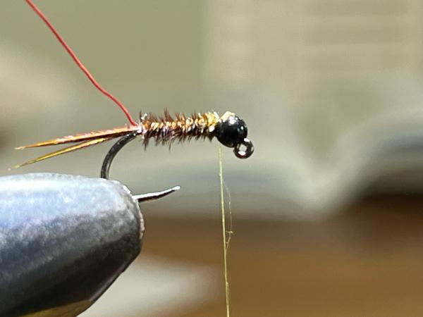 FOSAF_6120.jpg FOSAF_6120.jpg