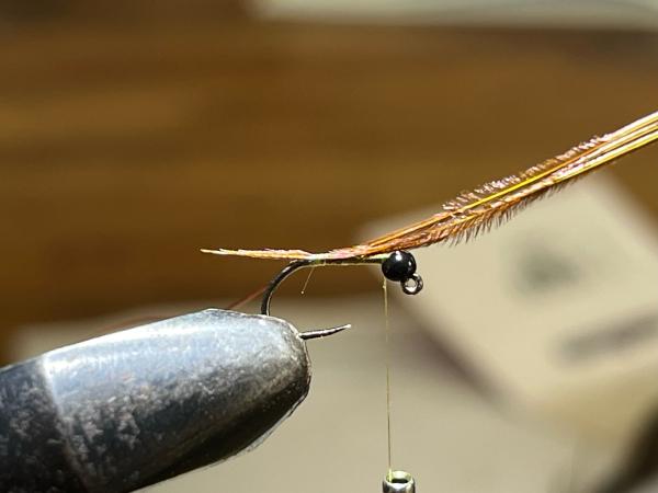 FOSAF_6121.jpg FOSAF_6121.jpg