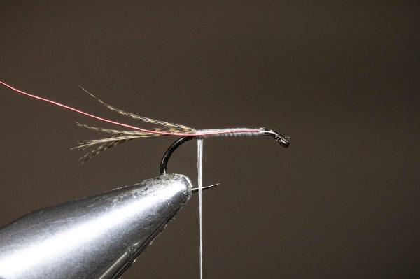 FOSAF_7390.jpg FOSAF_7390.jpg
